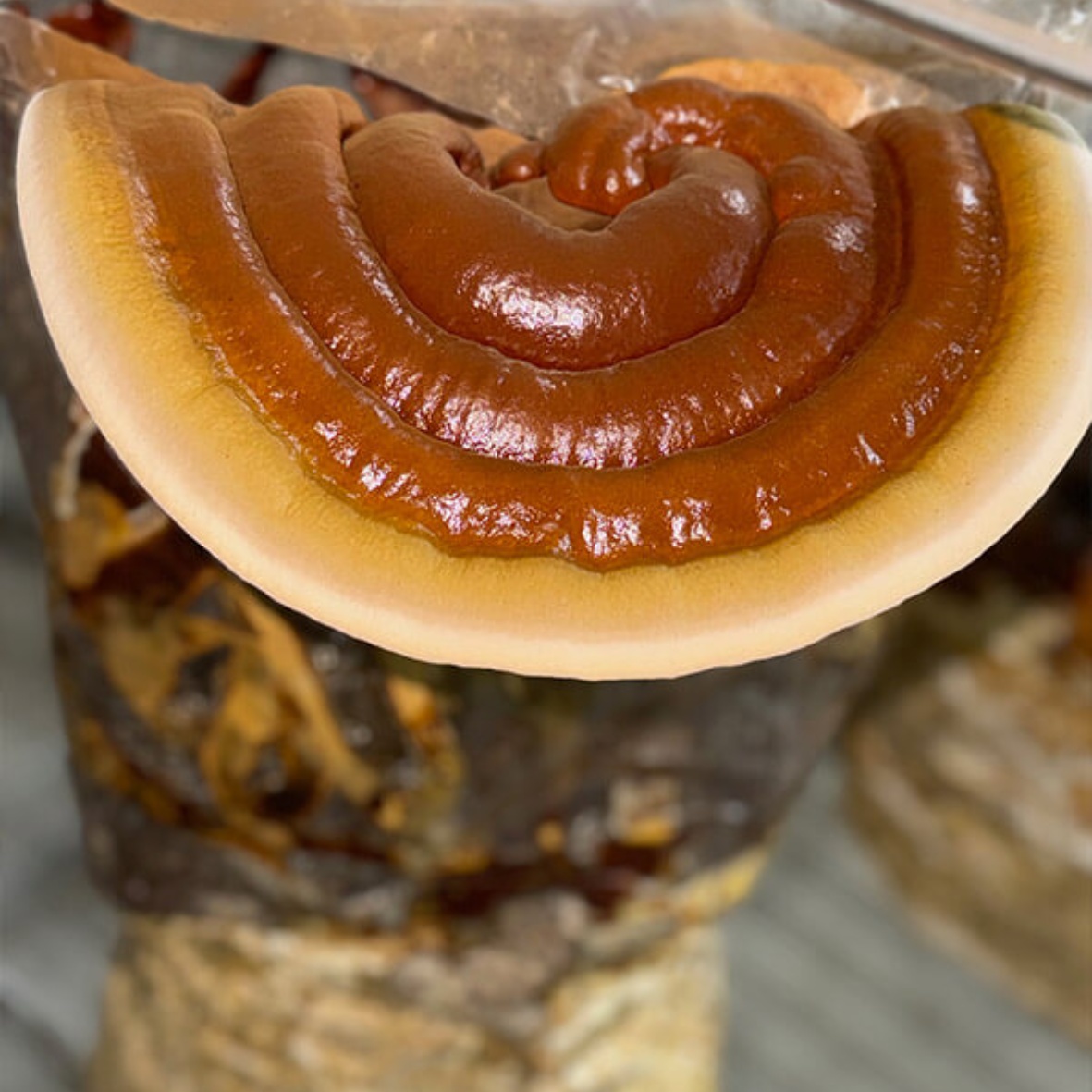 פטריית ריישי סגולות